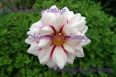 Flower #2
