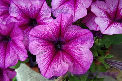 Flower #4