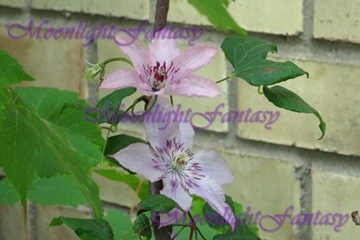 Flower #6