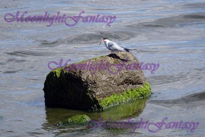 Seagull #1