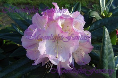 Rododendron #3