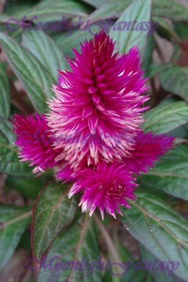 Flower #8