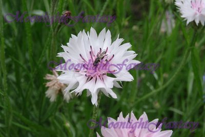 On a cornflower #1