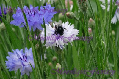 On a cornflower #2