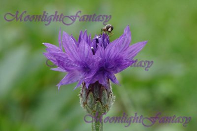 On a cornflower #3