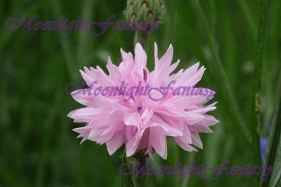 Pink Cornflower #1