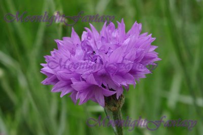 Purple Cornflower #1