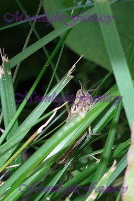 Grasshopper #1