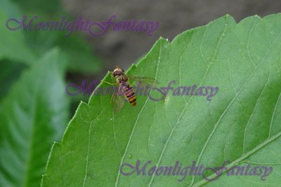 On a leaf #1