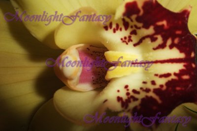 Orchid #1