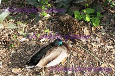 Ducks #2