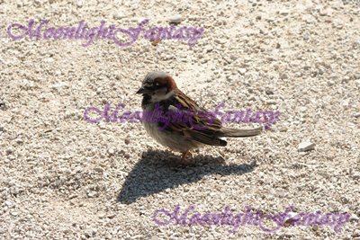 Bird #1