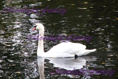 Swan #1