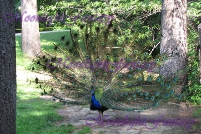 Peacock #1