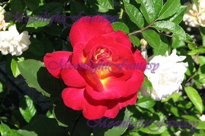 Rose #2