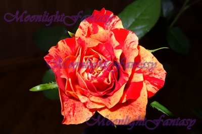 Rose #1