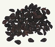 Morning Glory Seeds