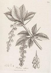 Barberry cut 1lb