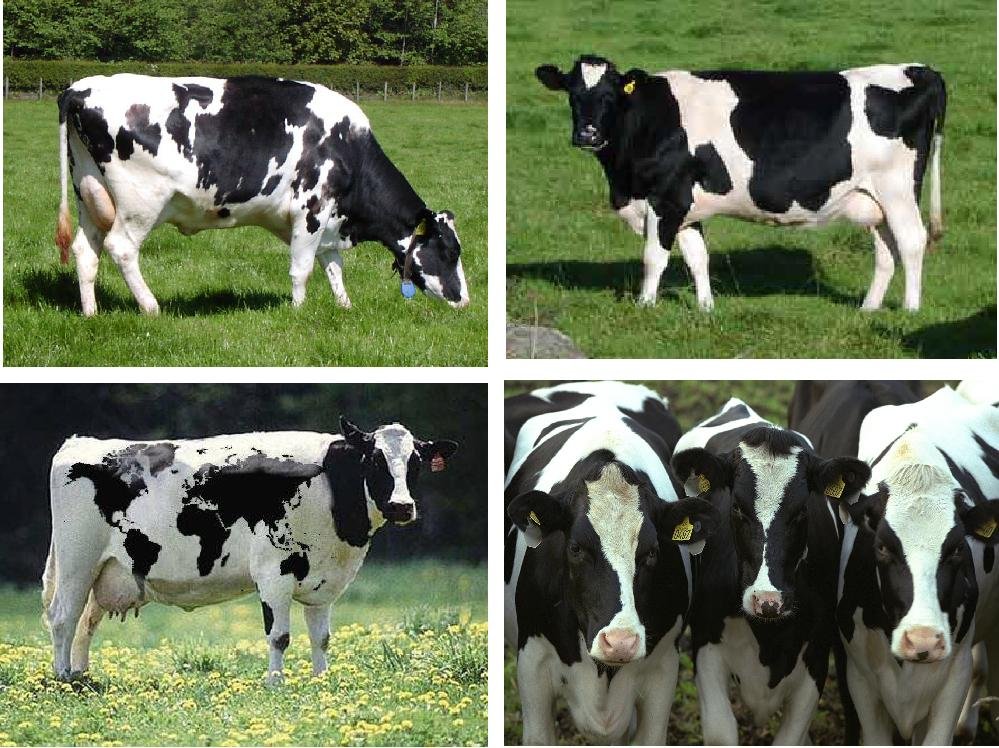 Lot Of 4 Cow Fabric Panel Quilt Squares