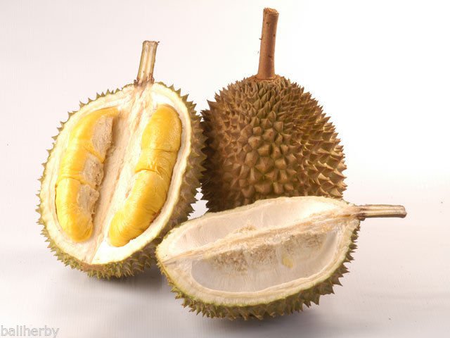 3 pcs of Durian Tree Flower Fruit Seeds Free Worldwide Shipping