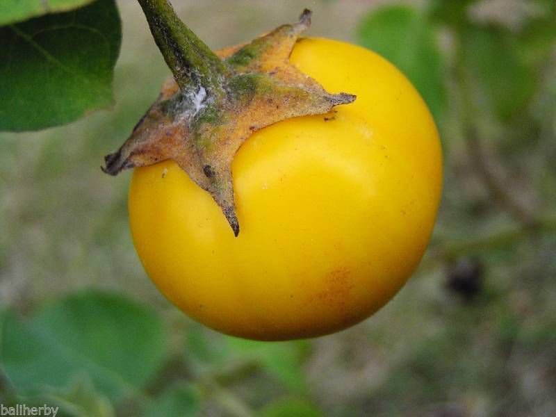 20 pcs of Thai Yellow eggplant Aubergine Seeds with Worldwide Shipping