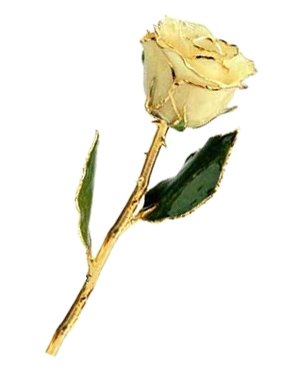 Rose-24Kt Gold-Cream