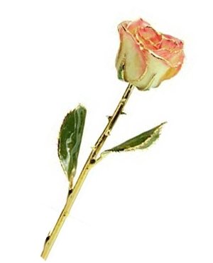 Rose-24Kt Gold-Cream and Pink
