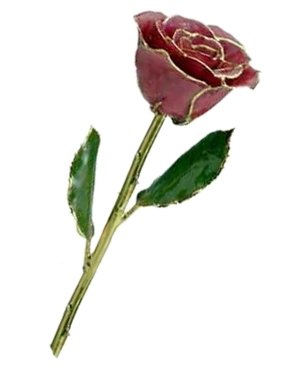 Rose-24Kt Gold-Fuscia