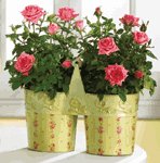Metal Roses Pots with Handle