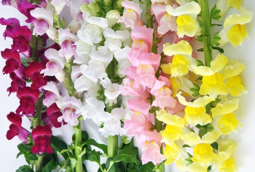 TOADFLAX MIX - PEACHES AND CREAM