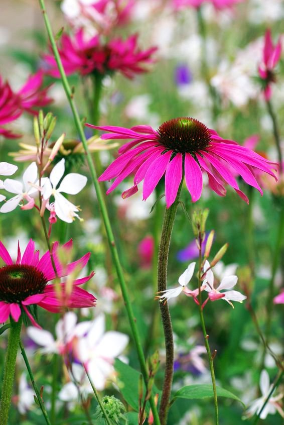 PURPLE CONEFLOWER - PURPLE RAIN
