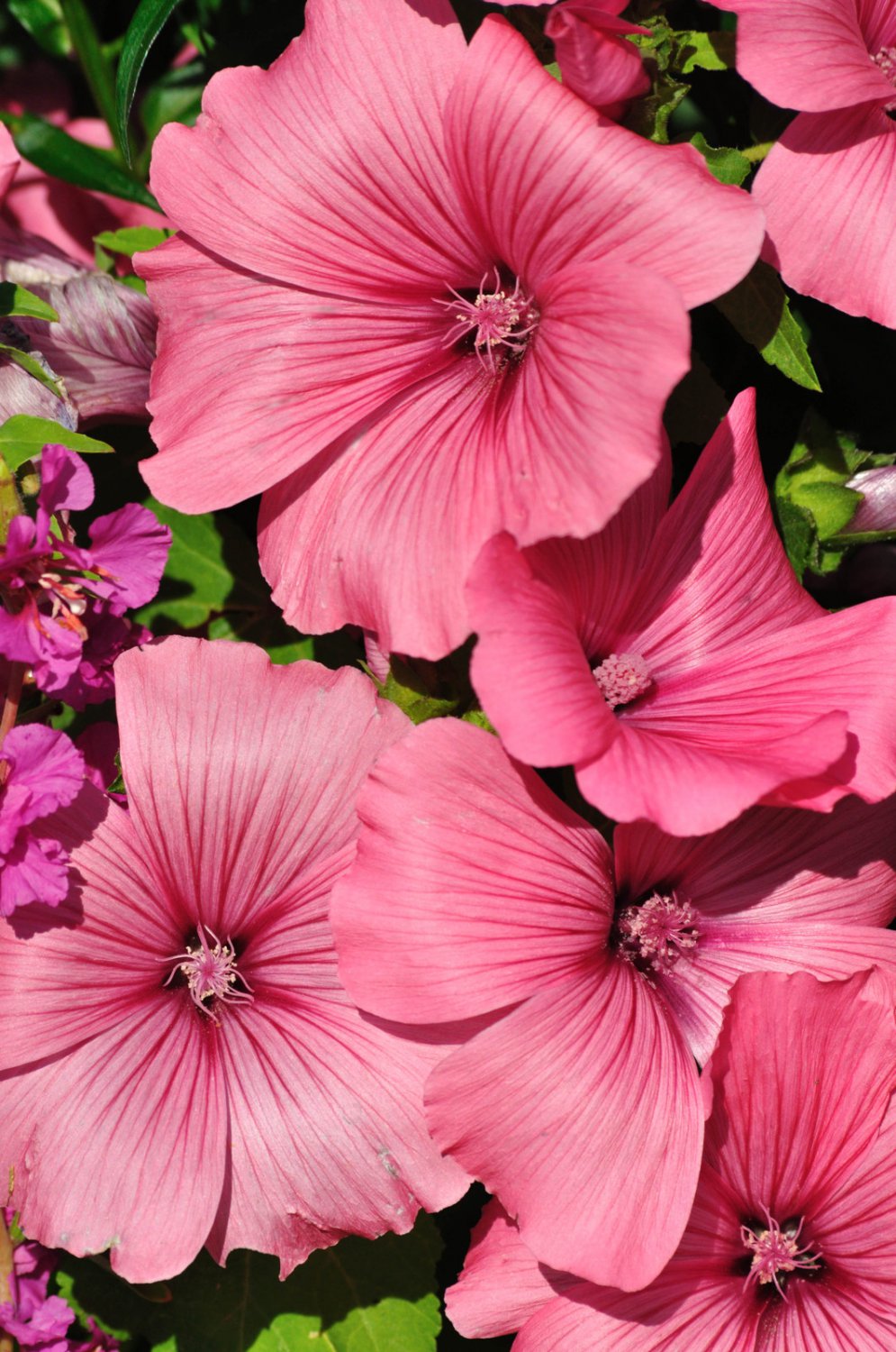ROSE MALLOW PINK MIX