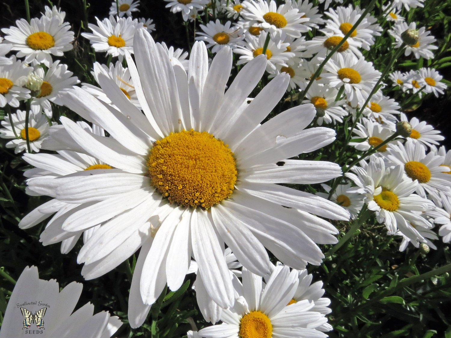 SHASTA DAISY