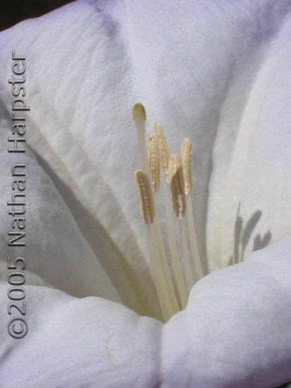 Desert Lilly