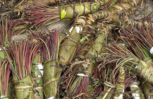 Catha Edulis (Khat/ Bushman's Tea) - Whole Plant 250 grams/ 9oz