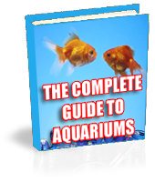 The Complete Guide to Aquariums