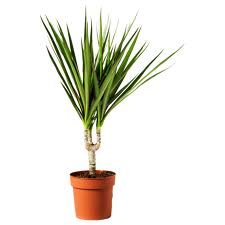 6 foot palm tree