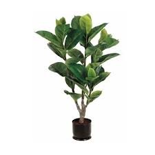 4 foot leaf tree