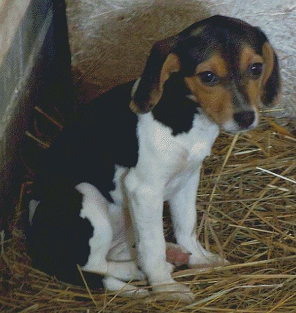 Beagle Puppy Counted Cross Stitch - Aida 14 Count