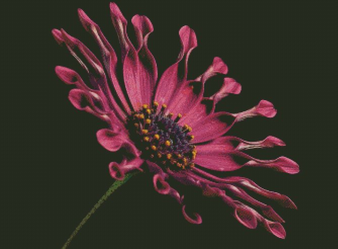 African Daisy Flower Counted Cross Stitch - Aida 14 Count