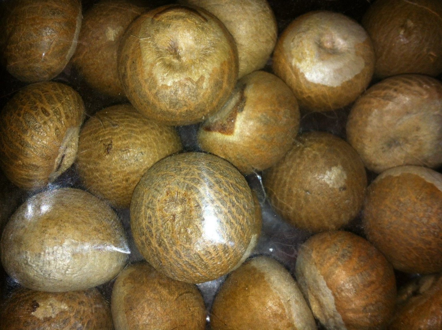 Whole Supari Grade A Quality (1 lb) Betel Nuts Areca Catechu