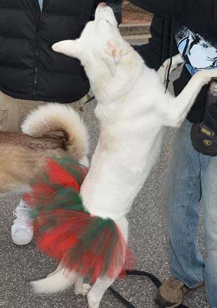 Dog Festive Tutu - Half Skirt