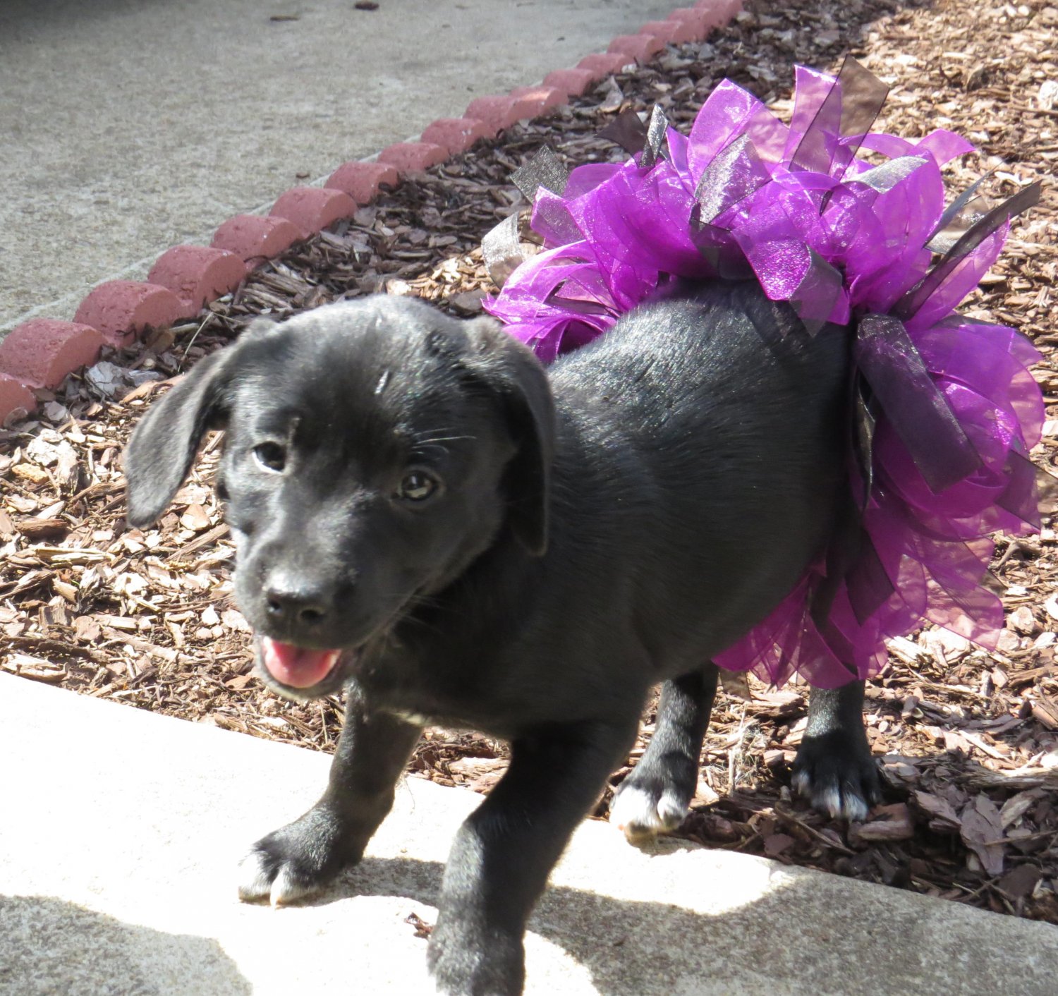 Dog Festive Tutu - Full Skirt