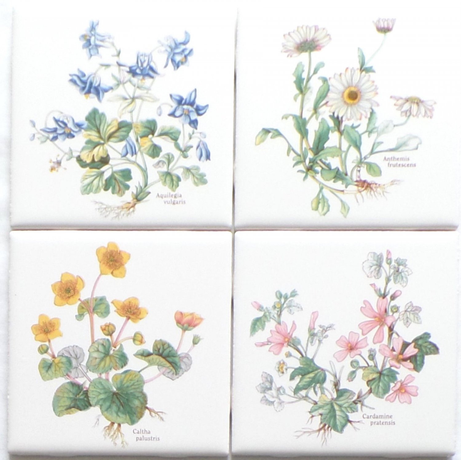 Flower Herb Ceramic Tile 4 of 4.25" x 4.25" Aquilegia vulgaris, Altha palustris