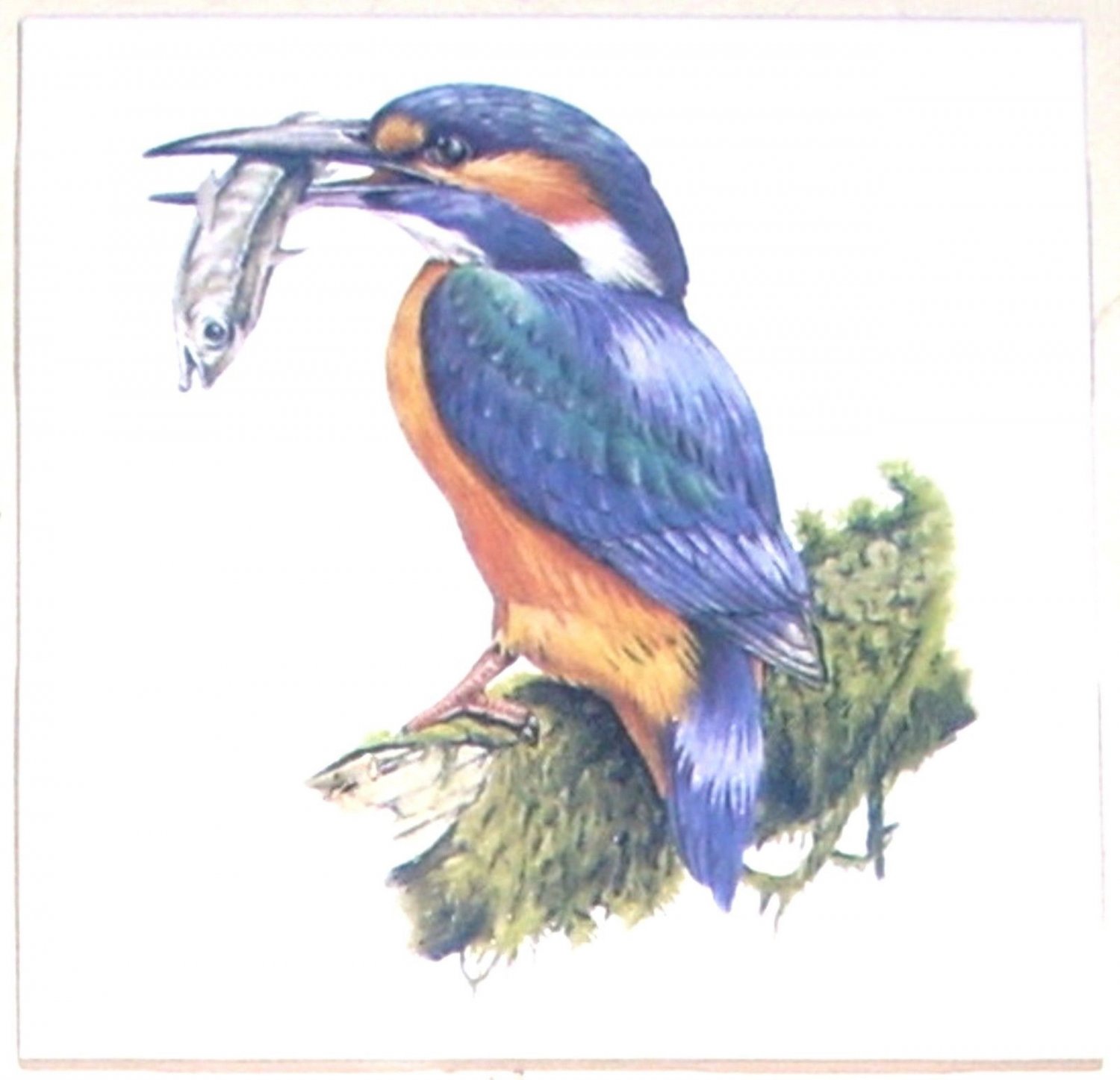 King Fisher Bird 4.25" Kiln Fired Back Splash Accent Ceramic Tile #2
