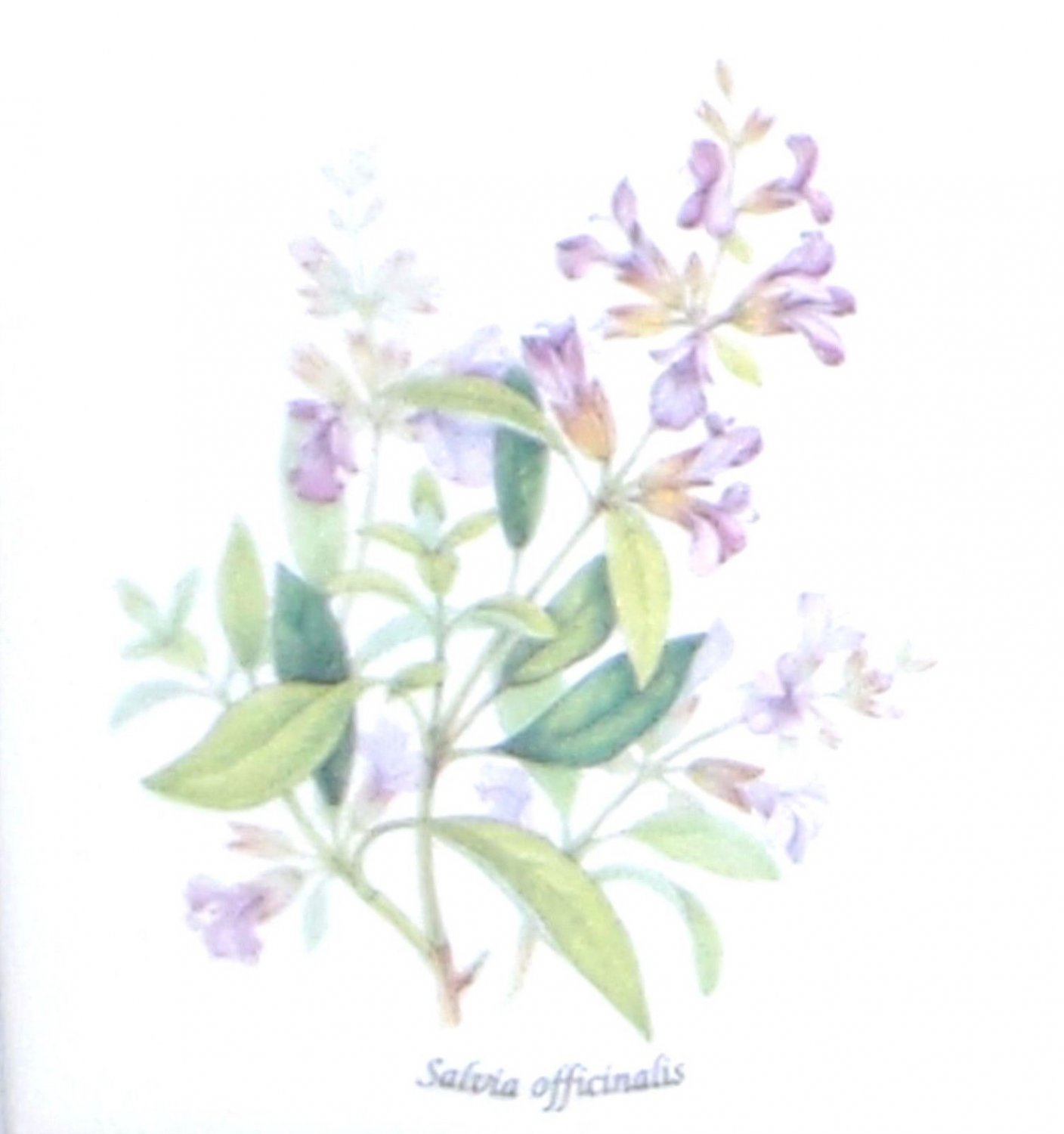 Lavender Salvia Officinalis Ceramic Tile 4.25" Herb Collection Kiln Fired Decor