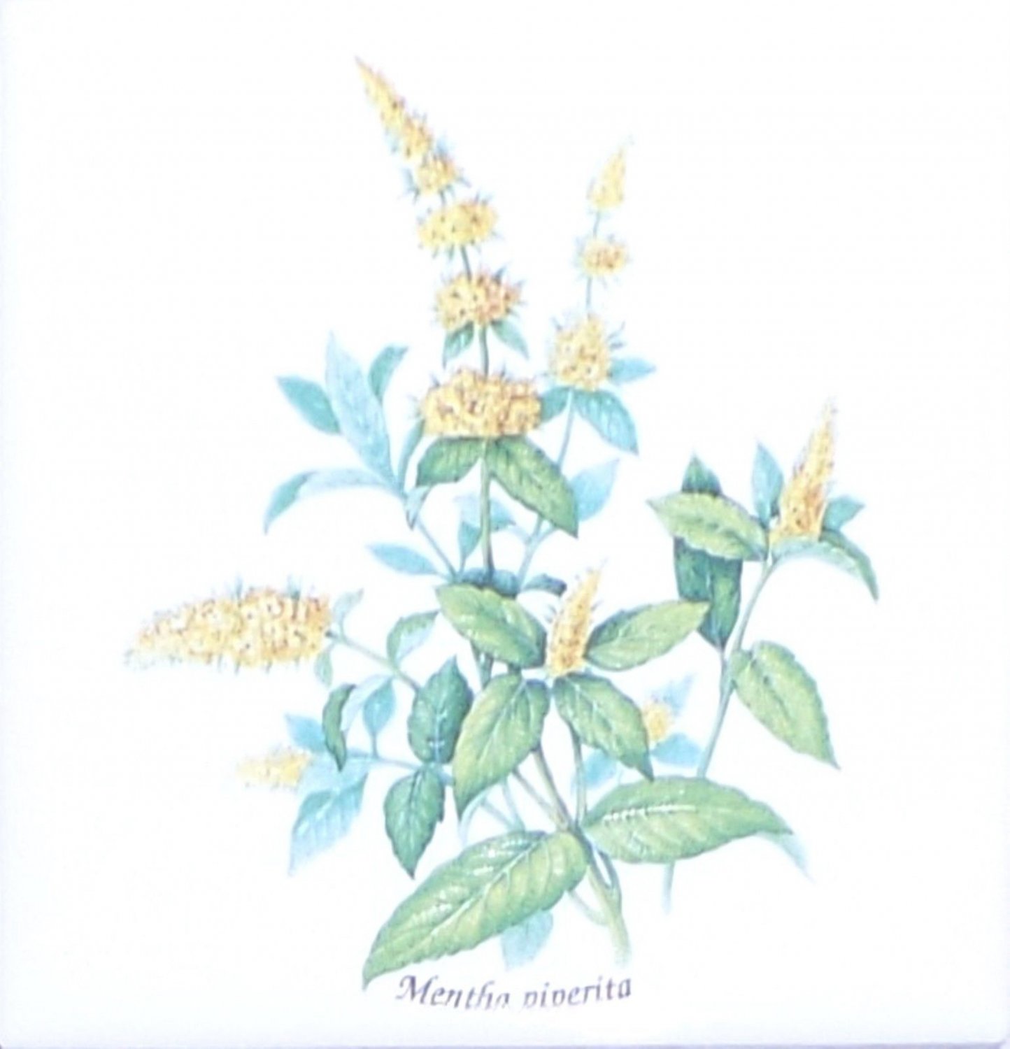 Yellow Mentha Peperita Ceramic Tile 4.25" Herb Collection Kiln Fired Decor