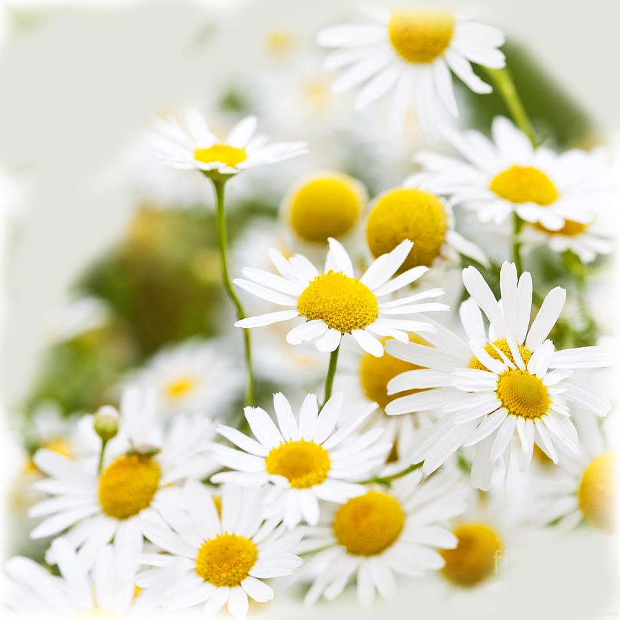 Chamomile Oil