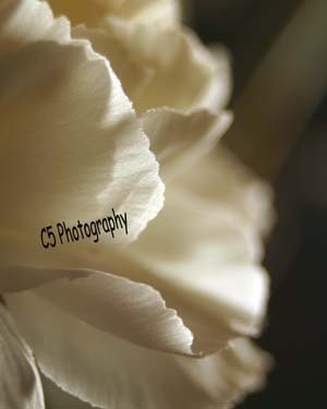 White Carnation (Flwoer 24) - 8 x 10 Matted Photograph