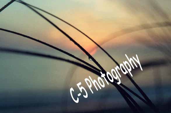 Dune Grass (Beach 004) - 8 x 10 Matted Photograph
